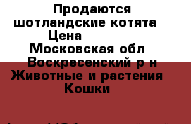 Продаются шотландские котята  › Цена ­ 15 000 - Московская обл., Воскресенский р-н Животные и растения » Кошки   